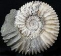 Pavlovia Ammonite Fossil - Siberia #29718-1